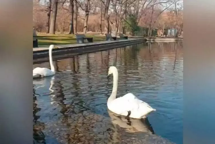 Айдынға аққулар оралды