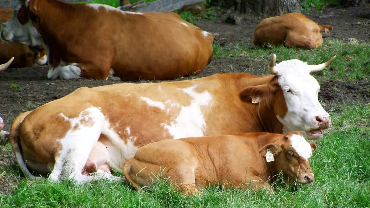 До 20% потерь в животноводстве связаны с болезнями — депутат