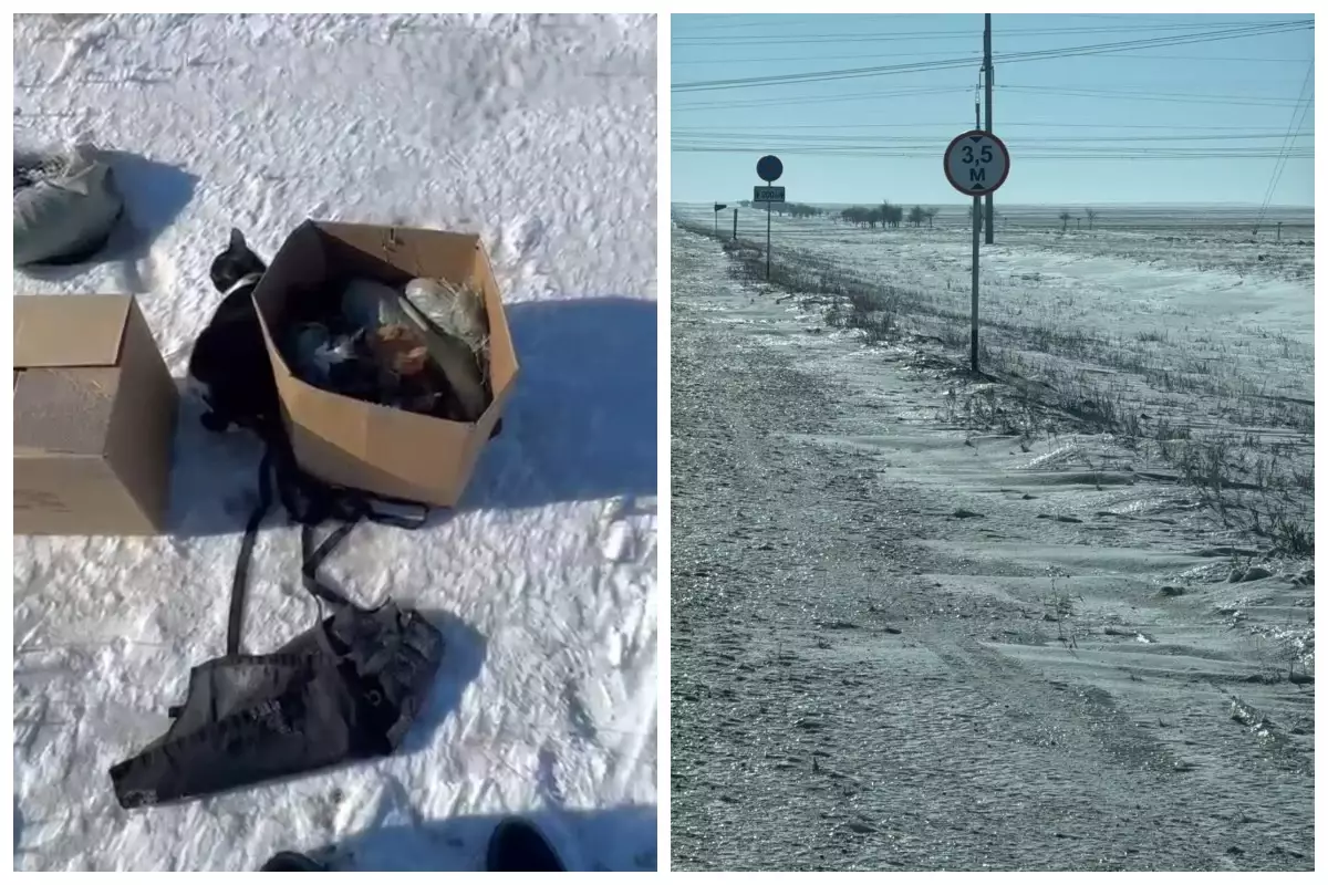 "Қорапқа салып, айдалаға лақтырып кеткен": Семейде қала шетінен 20-ға жуық мысық табылды (видео)