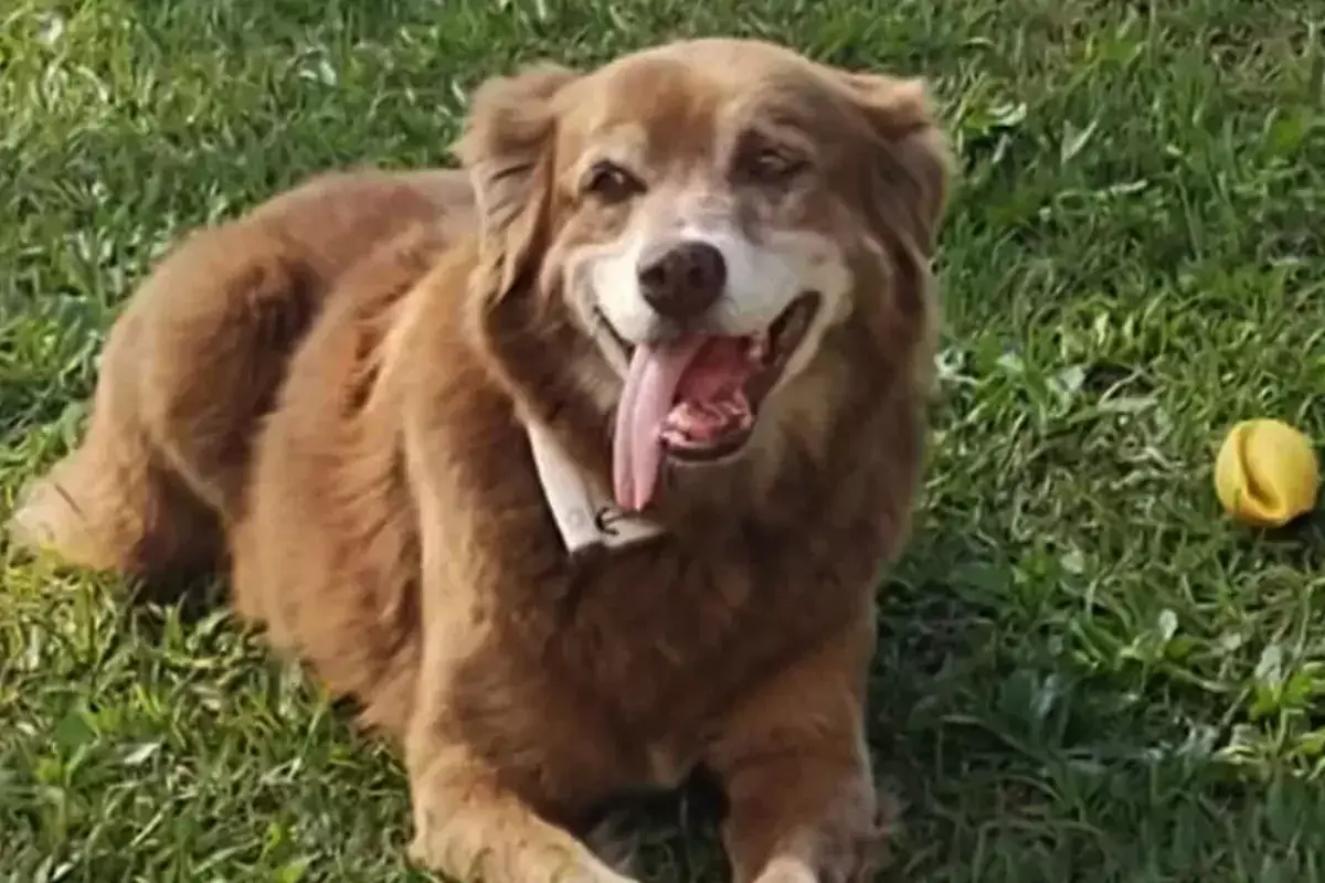 Пес, который 10 лет просидел у могилы хозяина, вдохновил парламентариев на новый закон - новости на Lada.kz 14.02.2026