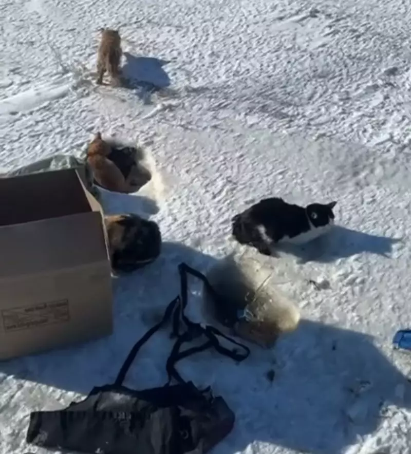 Бросили умирать: в мешках и коробках нашли десятки кошек на трассе