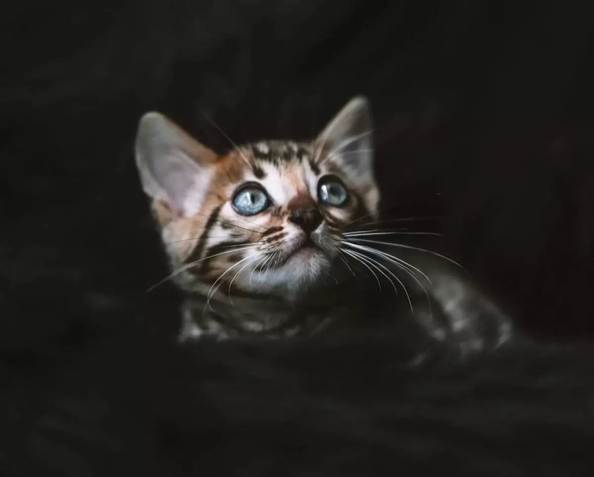 Около 20 кошек и котят вывезли и выбросили в степи в области Абай