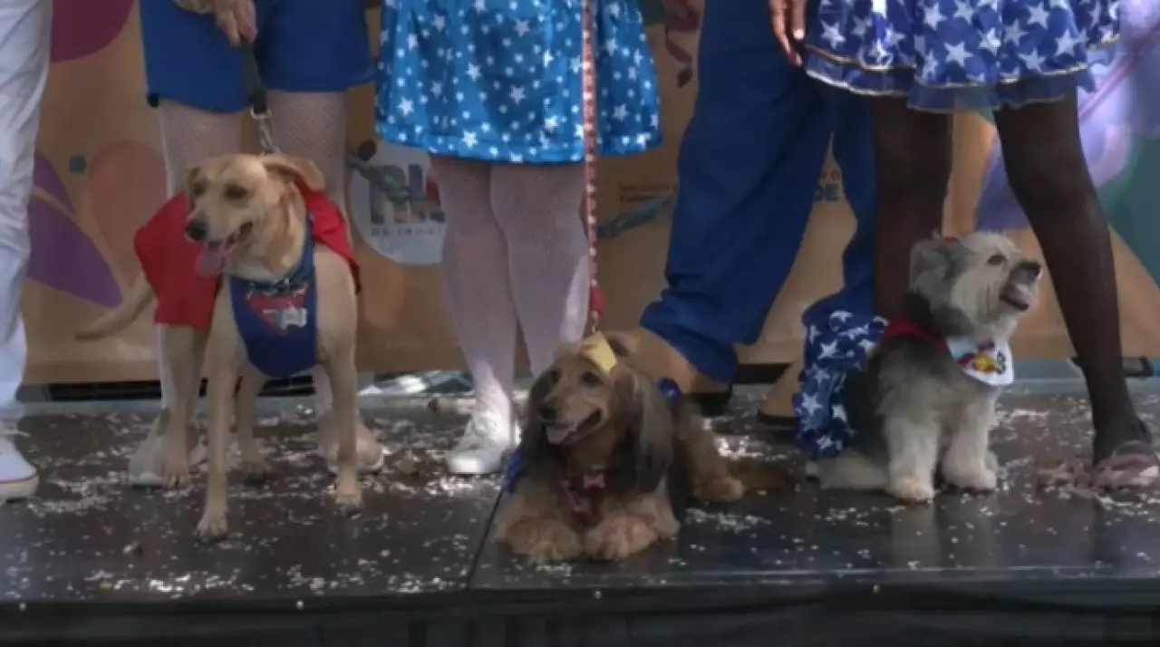 Парад собак организовали в Рио-де-Жанейро