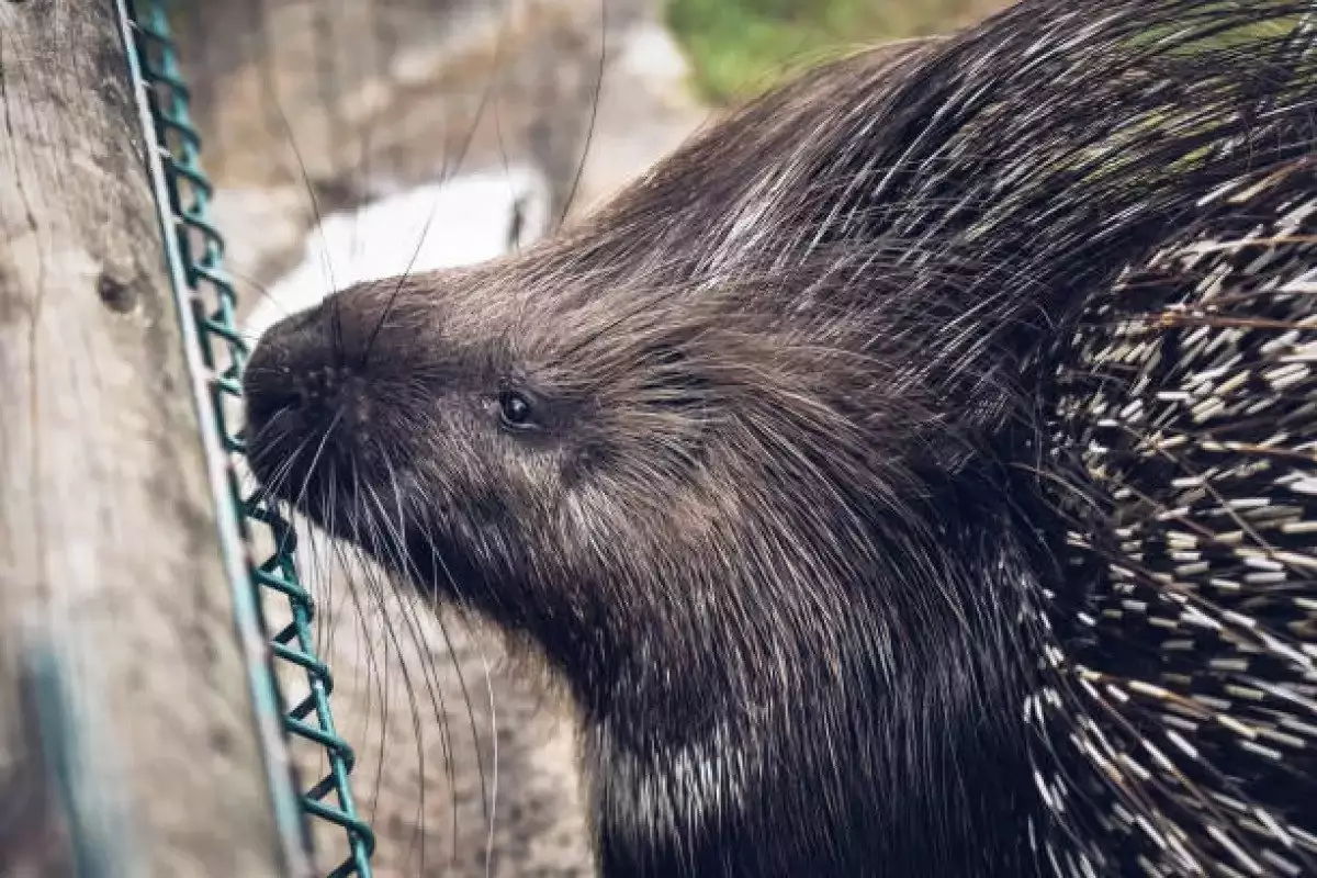 Іле Алатауында үш Үнді жайрасы фототұзаққа түсті