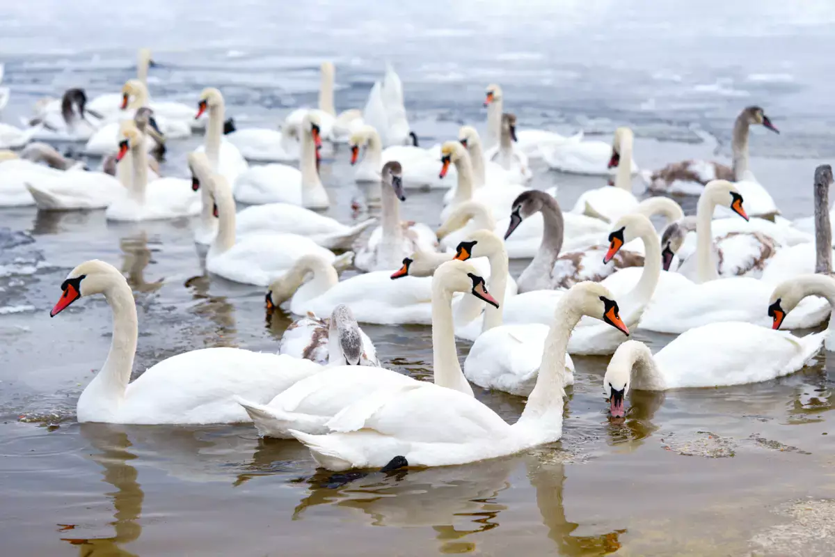 В Мангистауской области призвали не кормить лебедей хлебом - новости на Lada.kz 15.02.2026