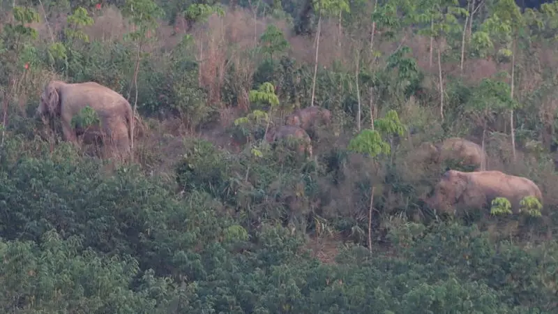 Азияда жабайы пілдер санын азайту үшін контрацептивтік вакцина қолданыла бастады