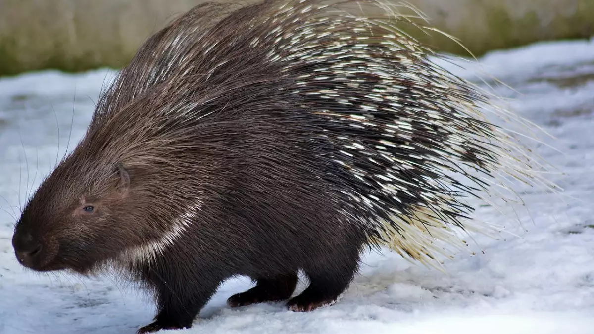 В нацпарке «Иле Алатау» фотоловушка сняла редких индийских дикобразов