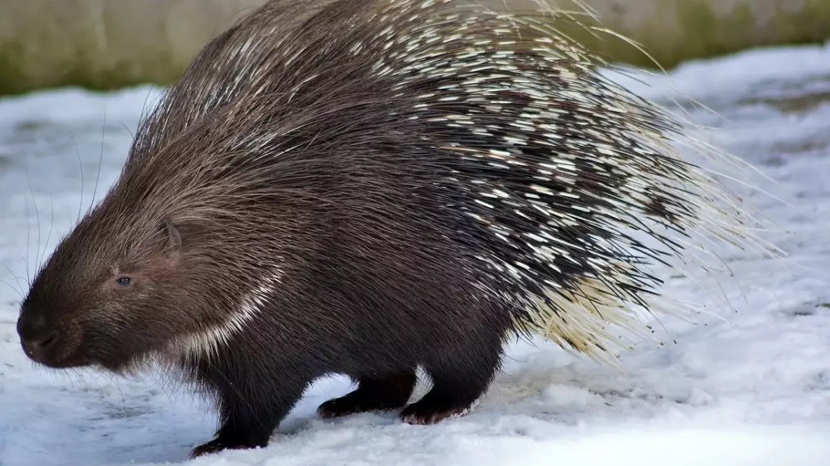"Іле Алатауы" ұлттық паркінде фототұзаққа сирек кездесетін үнді кірпілері түсіп қалды