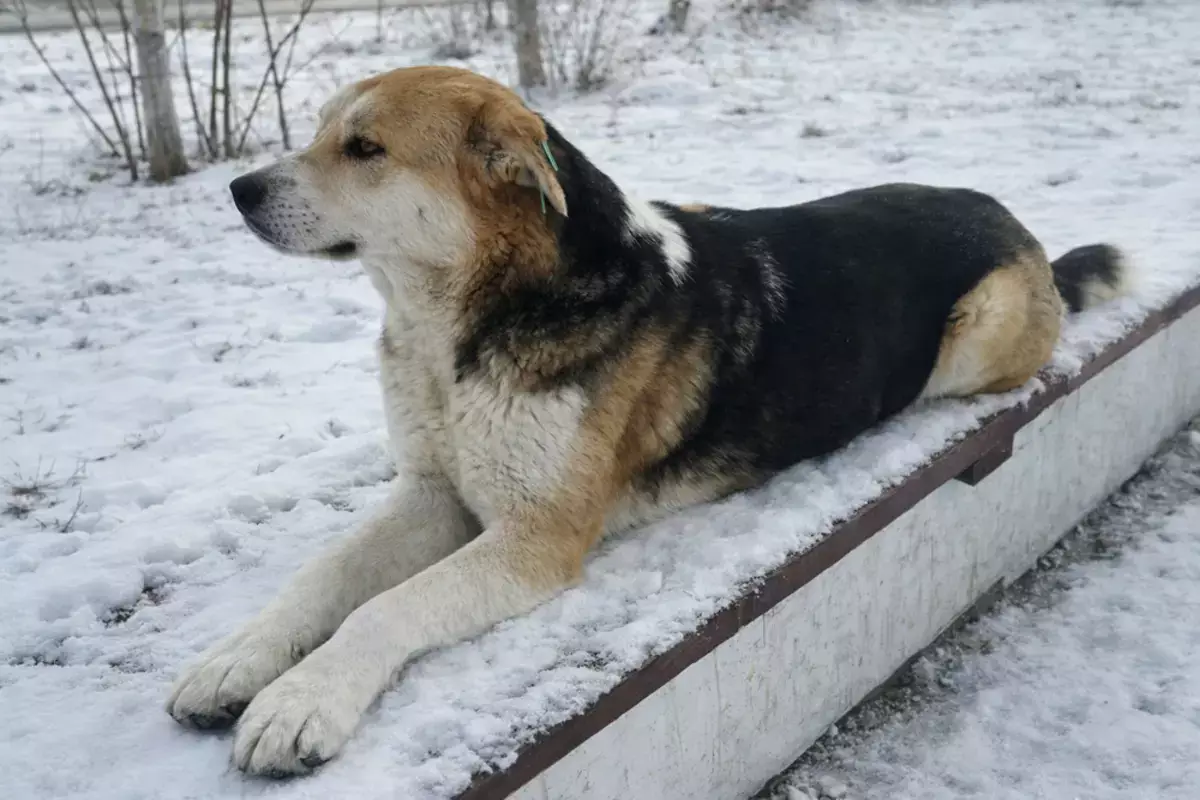 Люди среди нас: оставшаяся без будки собака Кирюша нашла семью в Актау - новости на Lada.kz 15.02.2026