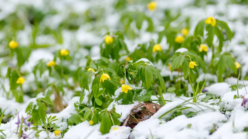 Қазақстанда күн 20 градусқа дейін жылы болады