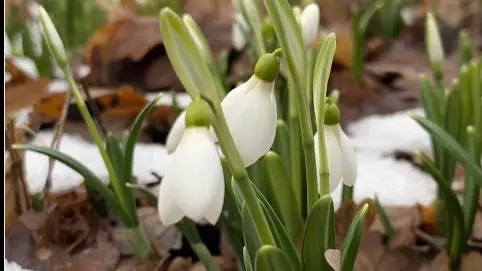 В ботаническом саду Алматы распустились первые подснежники