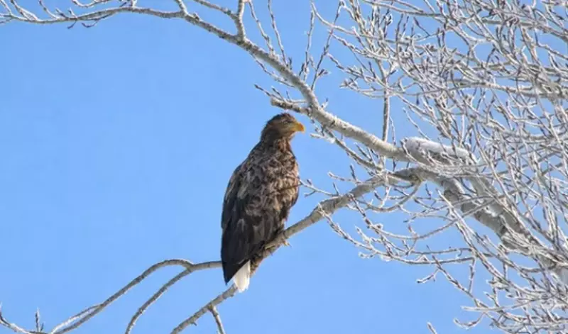Краснокнижного орлана-белохвоста запечатлели в Восточном Казахстане