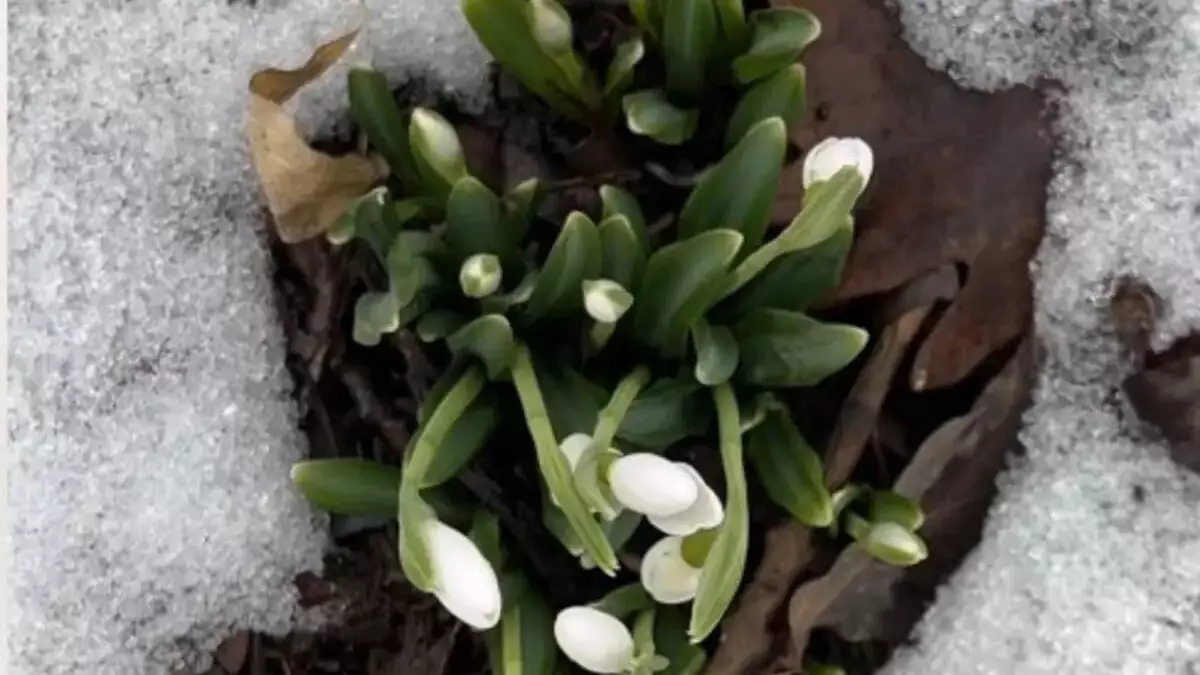 Алматыда бәйшешек гүлдеді