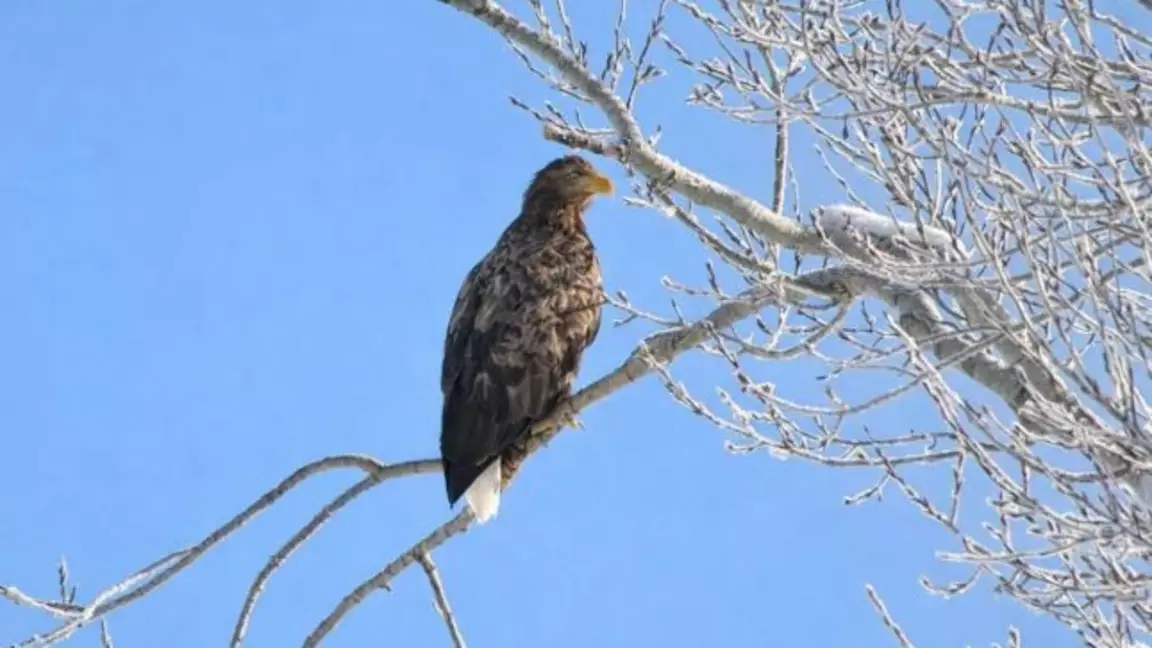 ШҚО-да Қызыл кітапқа енген сирек құс байқалды