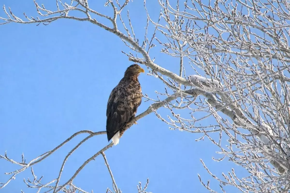 Редкого представителя пернатых хищников засняли в Катон-Карагае