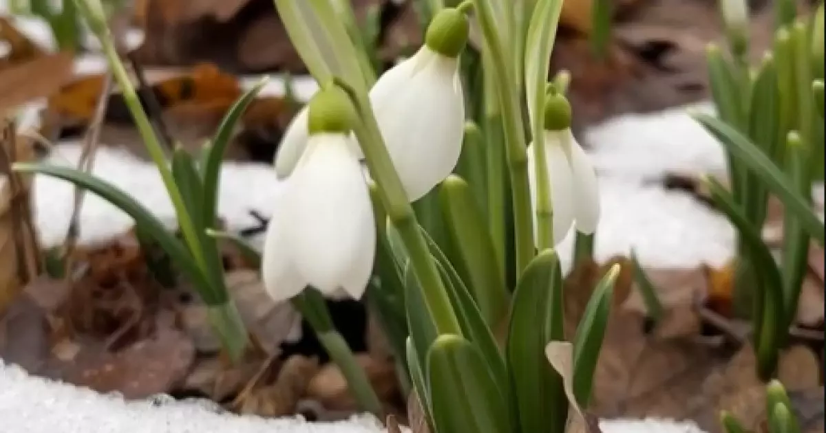  Алматыдағы бақта бәйшешек гүлдеді 