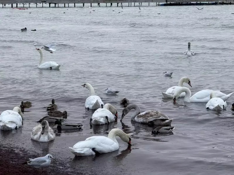 Гибель лебедей в Мангистау: экологи проверили морскую воду