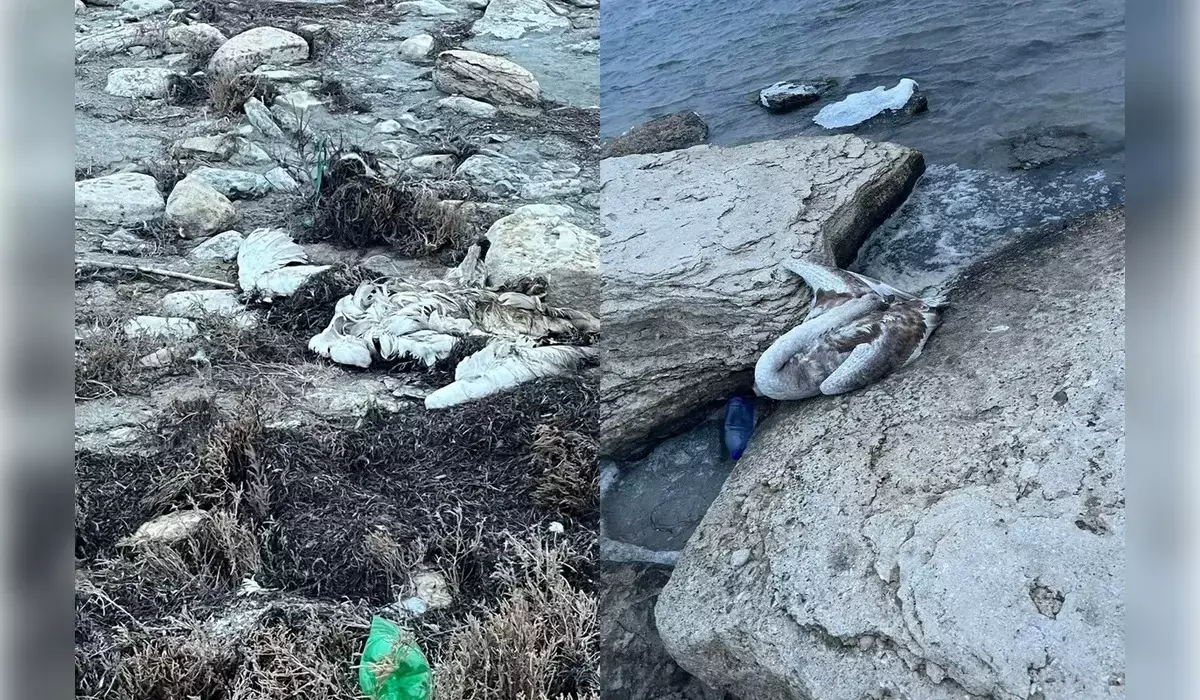 Гибель лебедей в Мангистау: экологи озвучили результаты проб воды