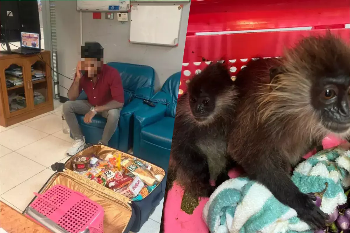 В аэропорту Бангкока поймали мужчину с редкими обезьянами в чемодане - новости на Lada.kz 16.02.2026