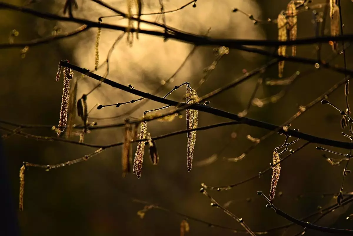 Какой будет весна 2026 года в Алматы и Алматинской области