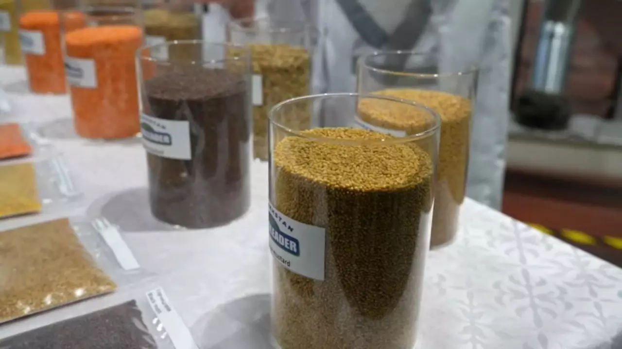 Семейде бұршақ пен майлы дақылдарды қайта өңдейтін зауыт ашылды