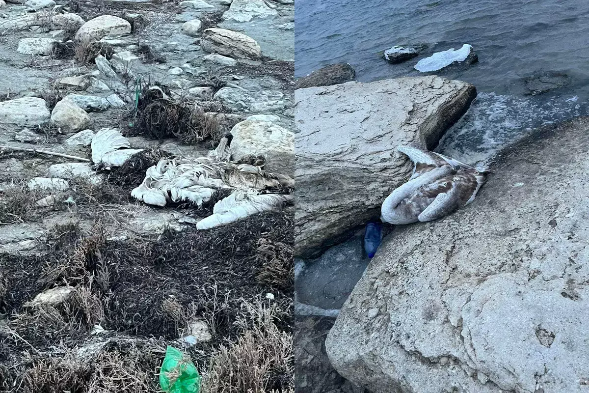 Гибель лебедей в Мангистау: экологи огласили результаты исследований морской воды - новости на Lada.kz 16.02.2026