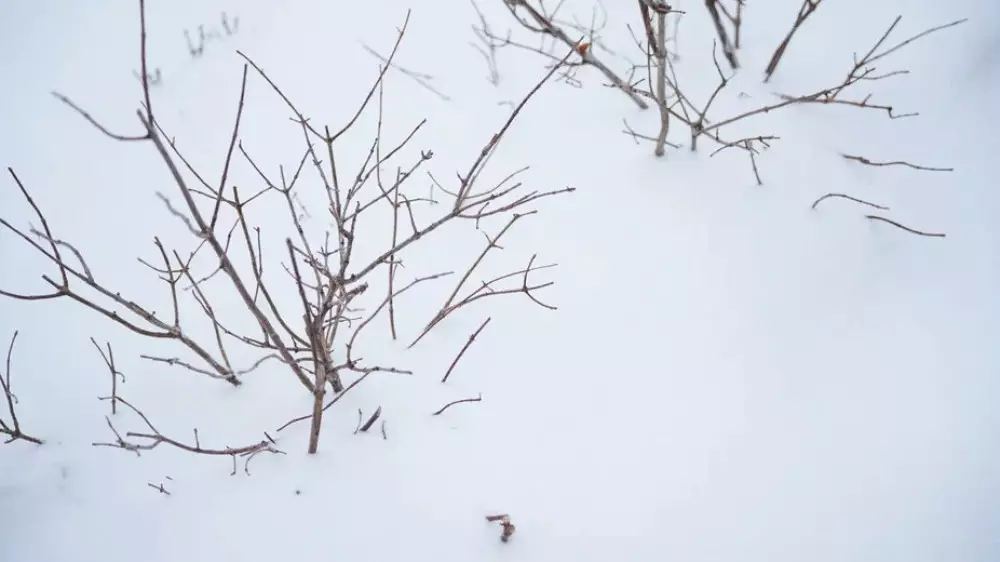 Осадки, метель, гололёд: какой будет погода в Казахстане 17 февраля