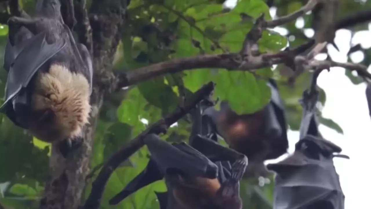 Новые случаи вируса Нипах зарегистрировали в странах Южной Азии