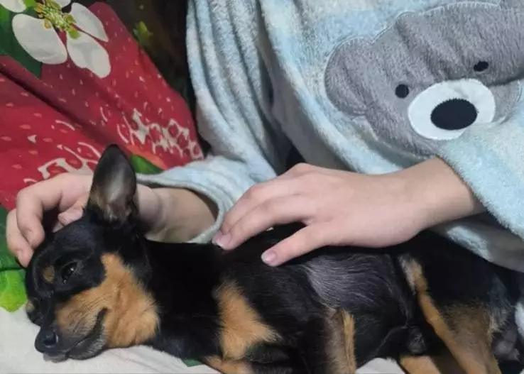 Иті үргені үшін қызды сабаған: Павлодардағы оқиғаның мән-жайы белгілі болды