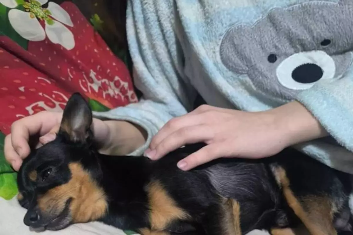 В Павлодаре пострадала школьница, защищая собаку