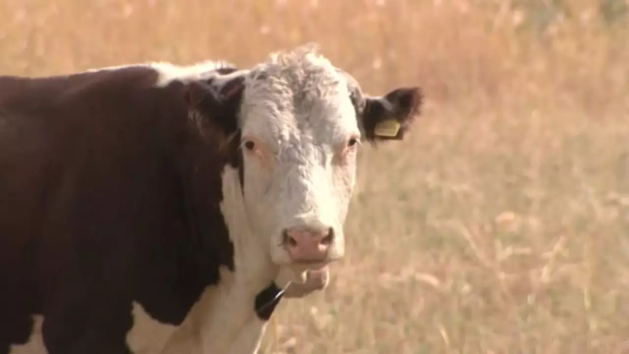 Инновационный метод обработки шкур разрабатывают в Алматы