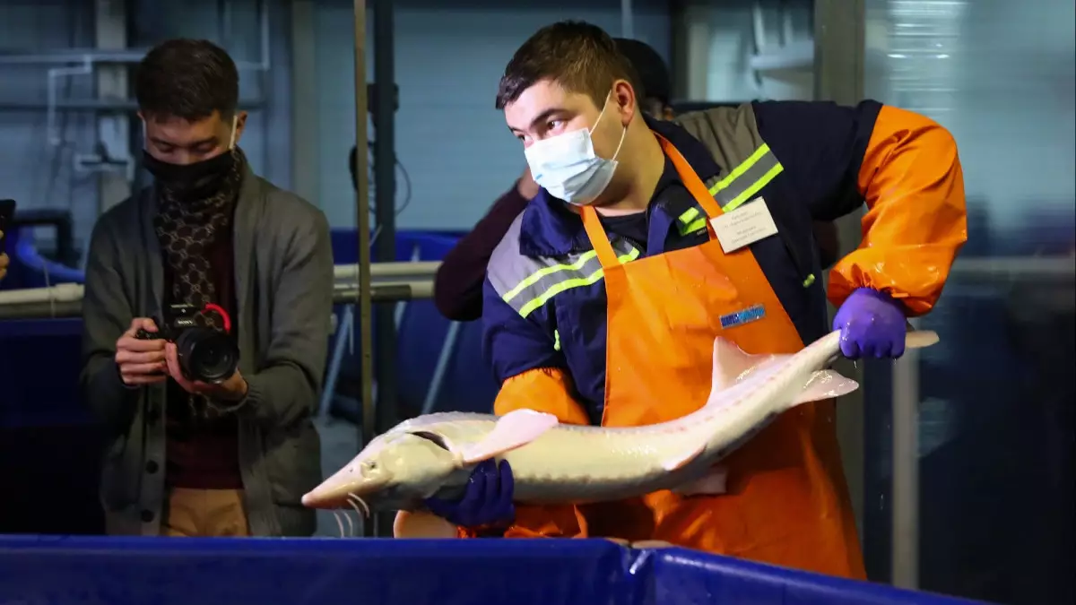 От мясокомбинатов до переработки шерсти: в Казахстане расширяют программу импортозамещения