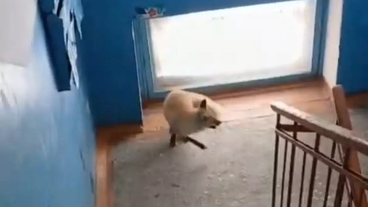 Қостанай облысында тұрғын үй подъезіне түлкі кіріп кеткен