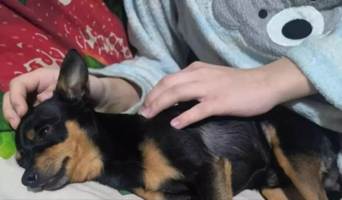 Школьница пострадала от прохожей, защищая свою собаку в Павлодаре