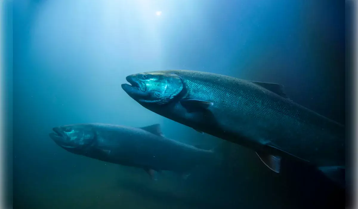 Рыбопитомники в Костанайской области незаконно получили 66 млн тенге субсидий