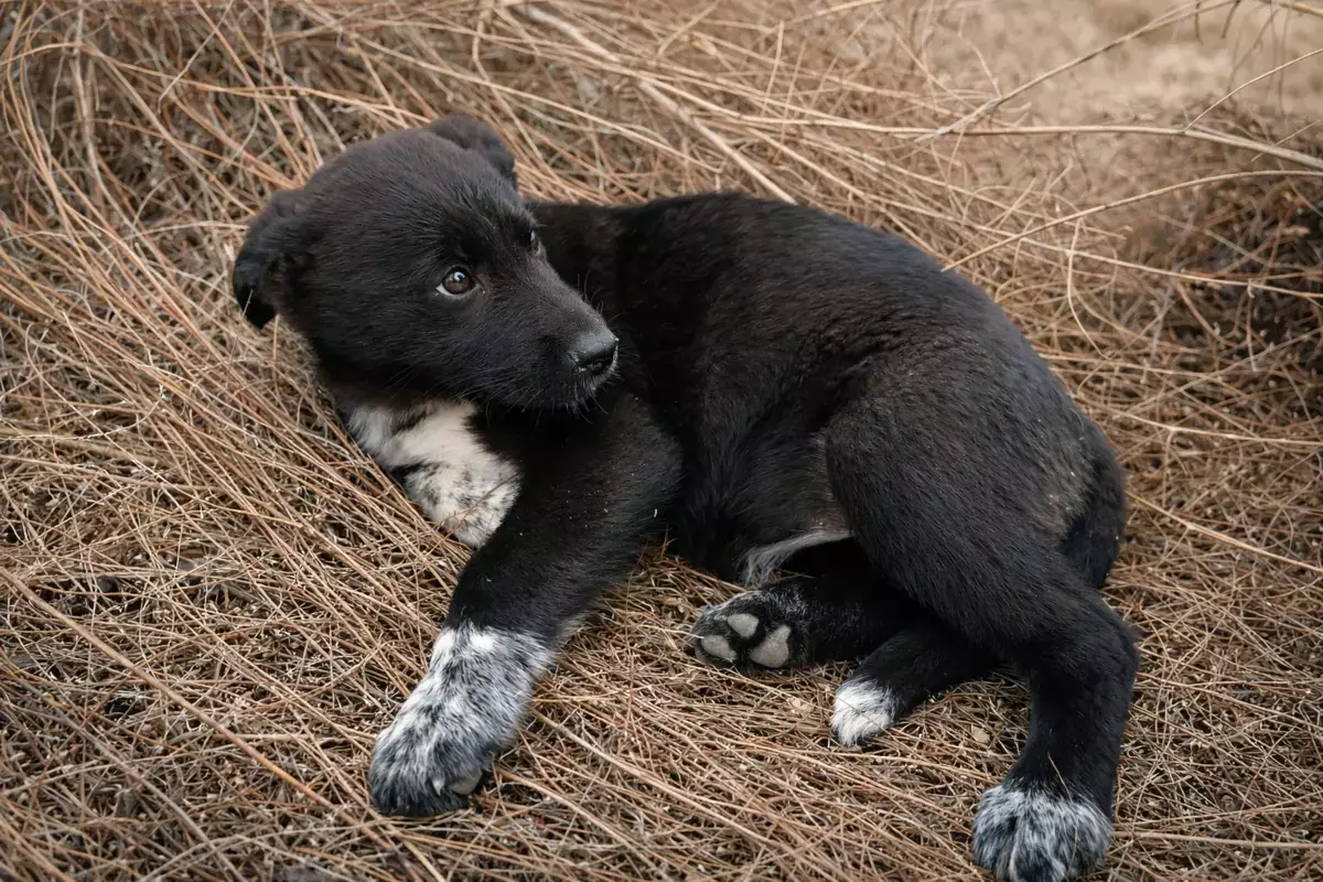 В пригороде Актау щенки ищут дом - новости на Lada.kz 17.02.2026