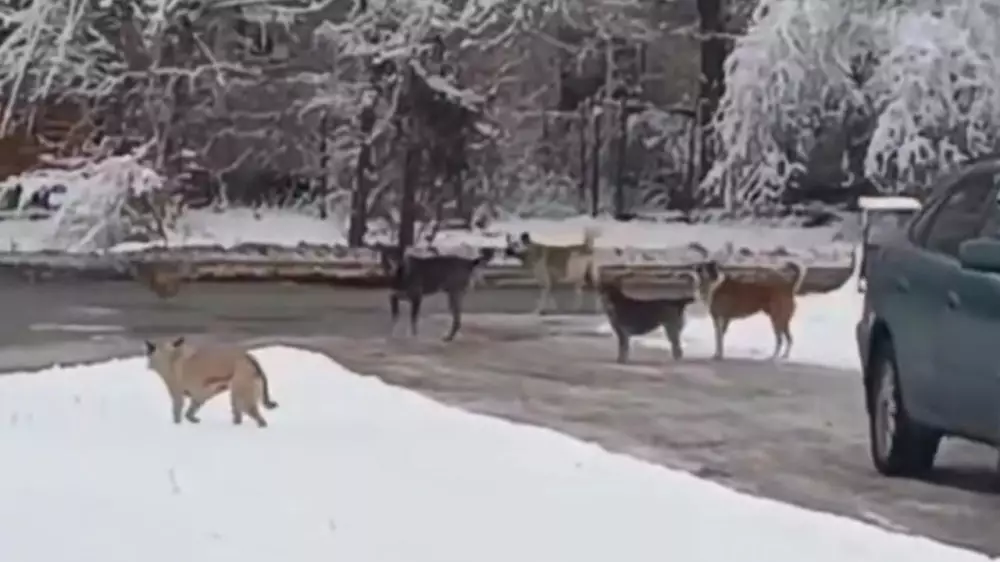 “Почувствовали кровь“: стаи агрессивных собак держат в страхе жителей в области Жетысу