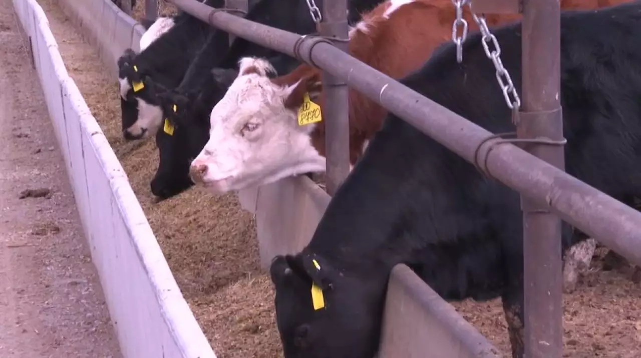 Казахстан увеличил экспорт переработанной сельхозпродукции