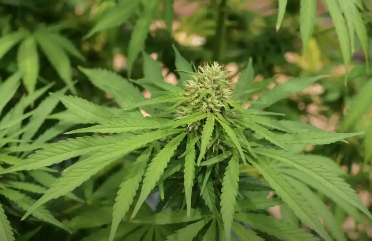 233 түп қарасора өсірген қазақстандық 7 жылға сотталды