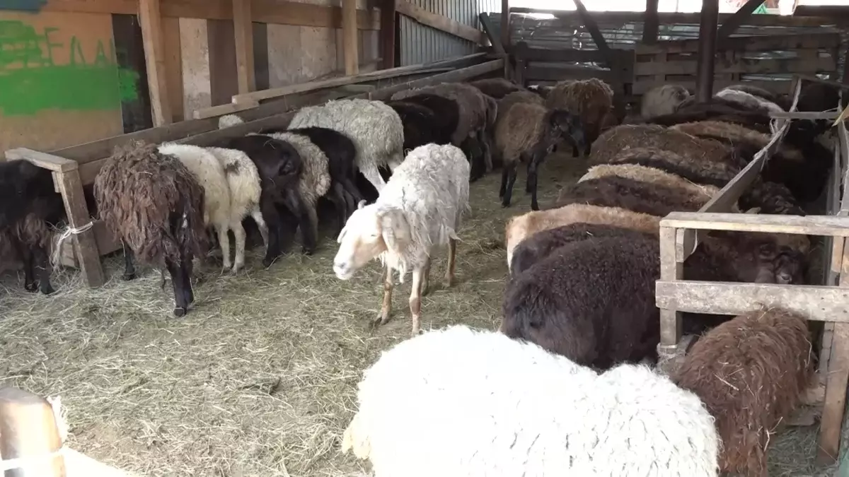 Үкімет тері мен жүнді кәдеге жаратпақ