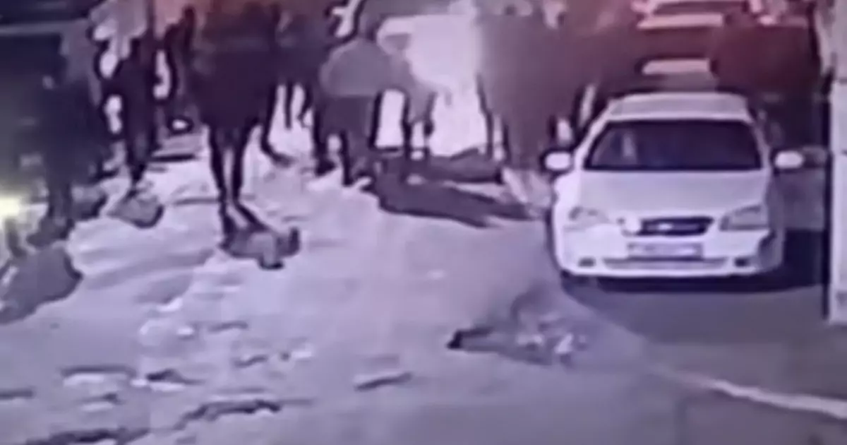  Түркістан облысында жас жігіттің көкпардан кейін соққыға жығылғаны жайлы ақпарат тарады 