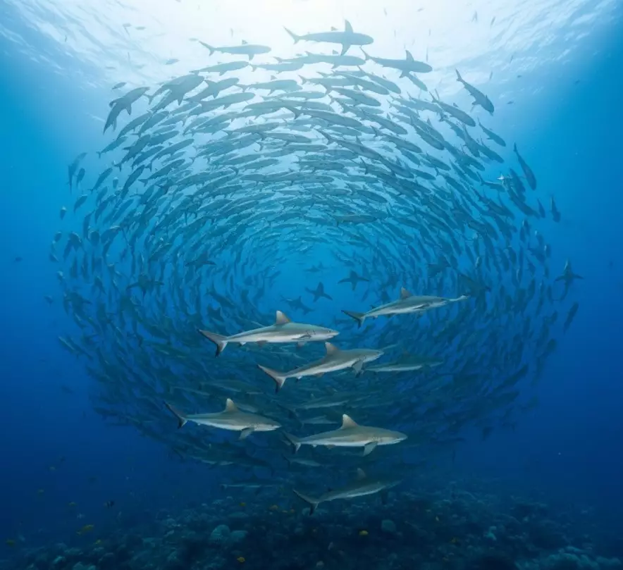 В Таиланде в бухте Майя-Бэй зафиксировали рекордное число рифовых акул