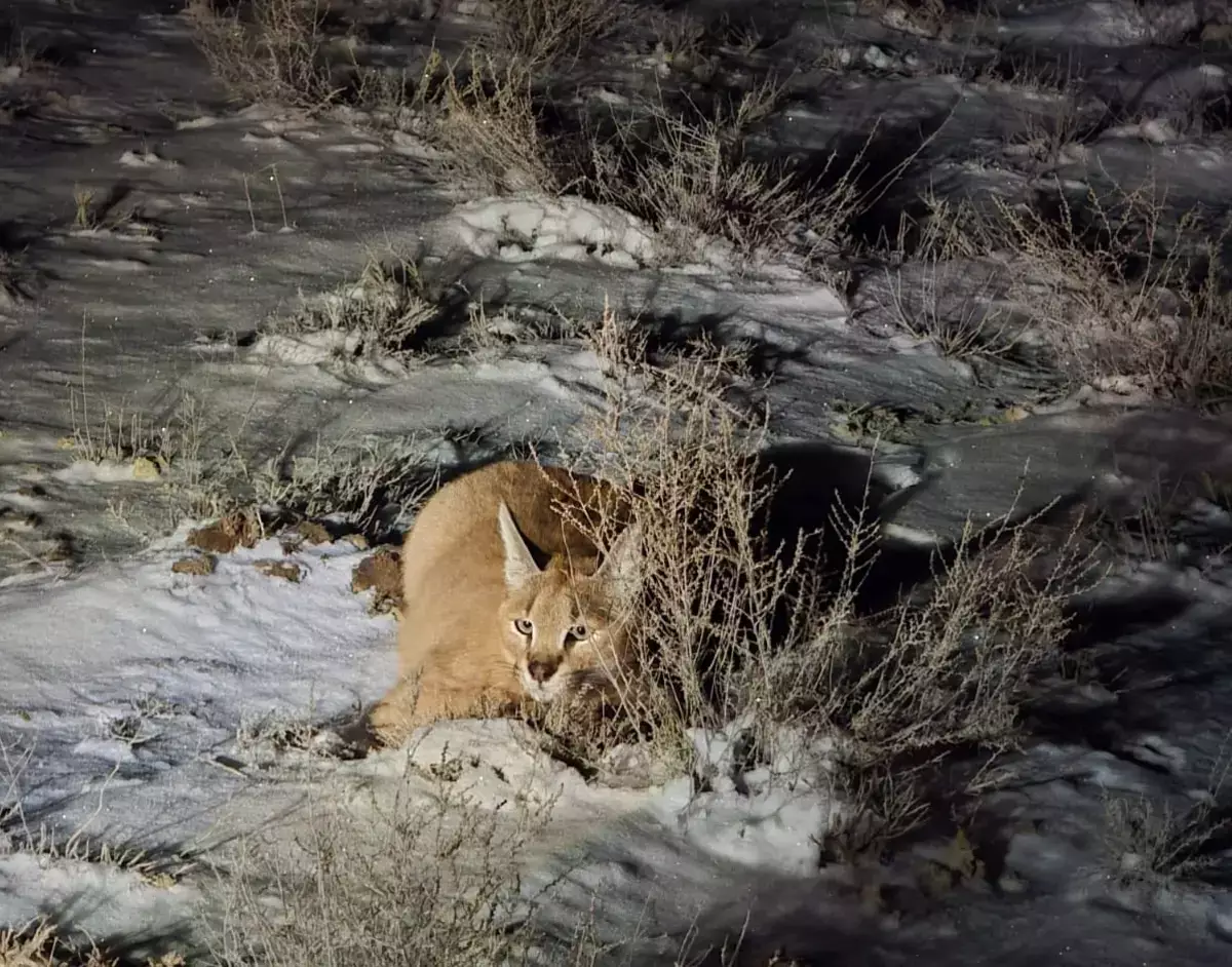 Самый редкий и скрытный: специалисты заповедника рассказали о мангистауском каракале - новости на Lada.kz 17.02.2026