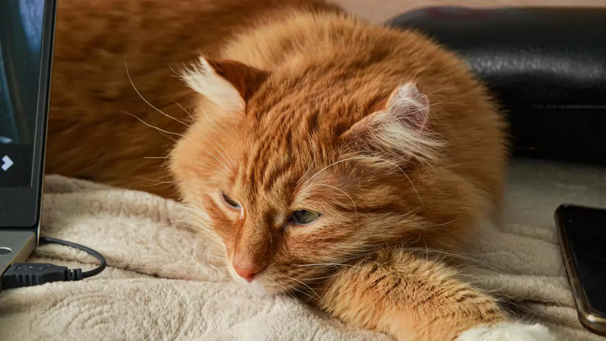 Почему кошки любят сидеть на клавиатуре: теплое место и внимание хозяина