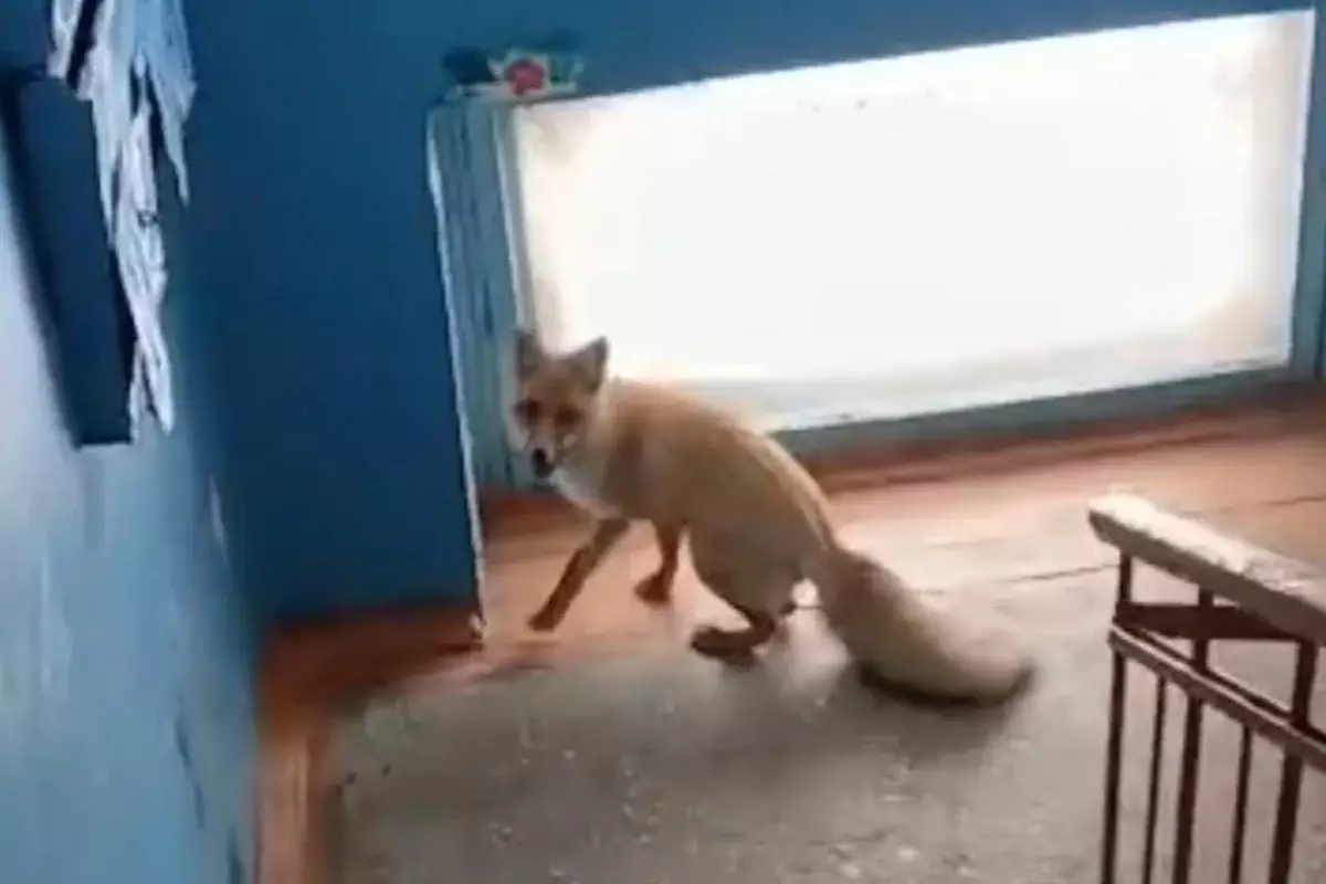 Дикая лиса забежала в подъезд многоэтажки в Рудном: животное погибло