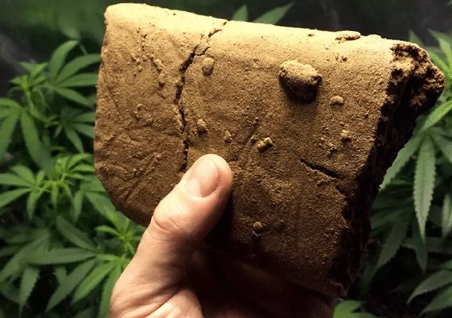 Полиция изъяла более 100 кг марихуаны и 2 кг гашиша в Жамбылской области