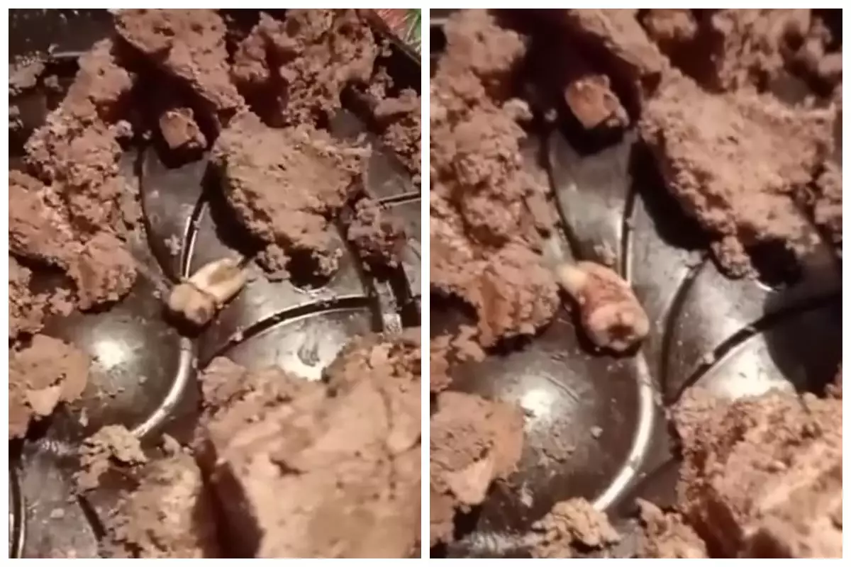 Қазақстандық дүкеннен алған торттан адамның тісін тауып алды