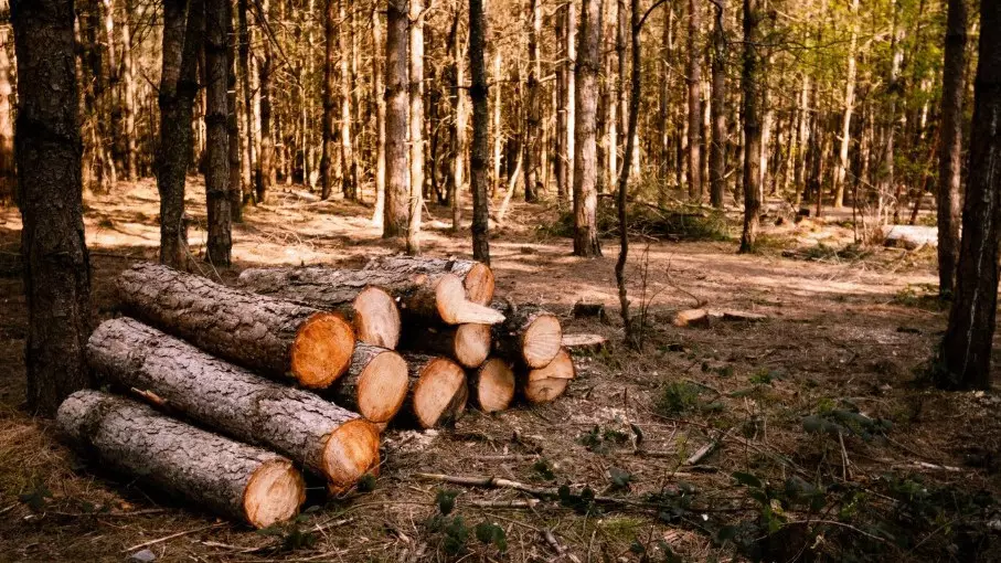 Лес рубили, отчёты подделывали: в СКО вскрыли нарушения в защите госфонда