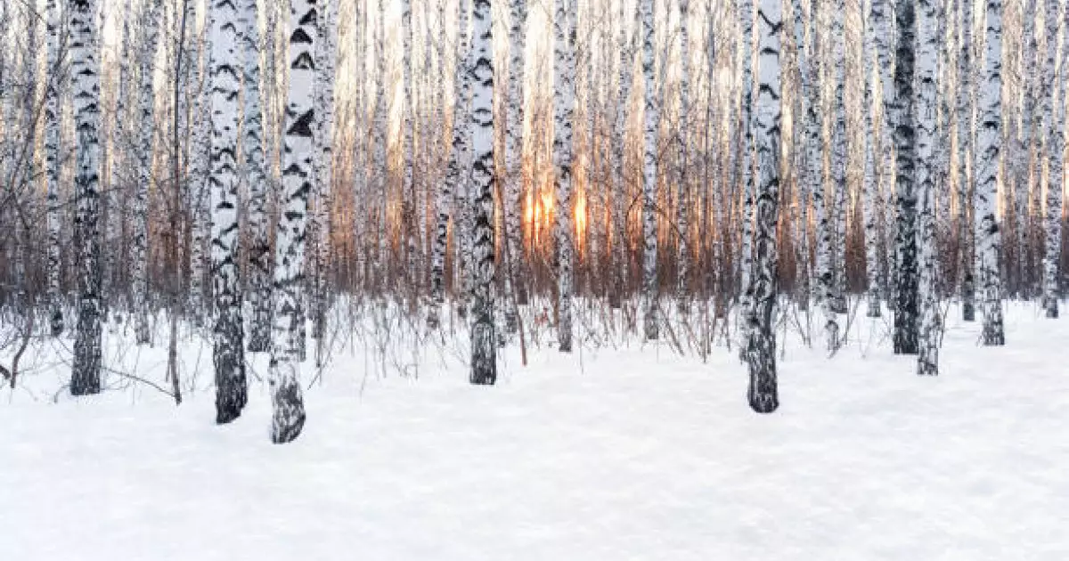  Солтүстік Қазақстанда орман ресурстарын қорғау саласына қатысты заң бұзу фактілері анықталды 