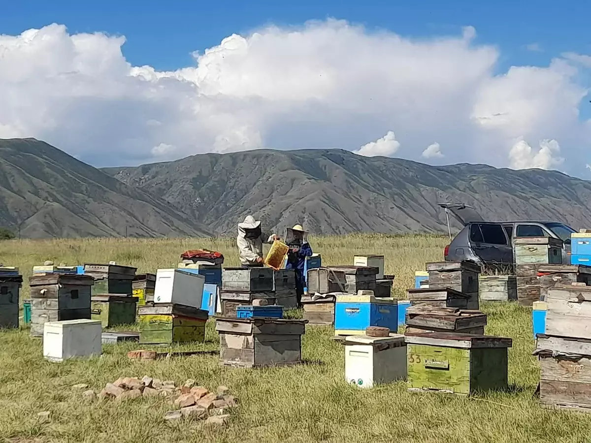 Өнімге сұраныс жоғары: Қазақстанда бал экспорты стратегиялық бағытқа айналмақ